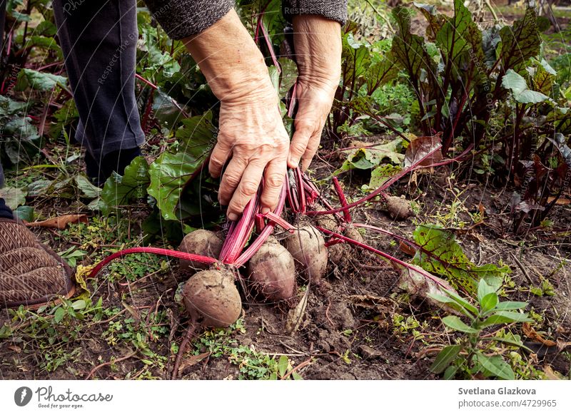 Hände einer älteren Frau bei der Rote-Bete-Ernte im Gemüsegarten fallen Rüben Ackerbau Bauernhof Lebensmittel Garten grün Hand Natur organisch Boden Vegetarier