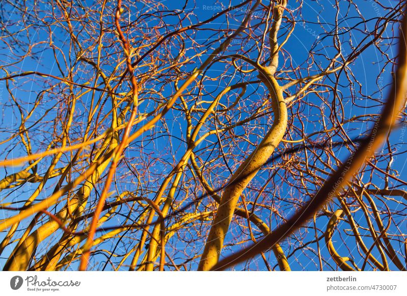 Korkenzieherweide im Frühling ast baum erholung erwachen ferien frühjahr frühling frühlingserwachen garten himmel kleingarten kleingartenkolonie knospe