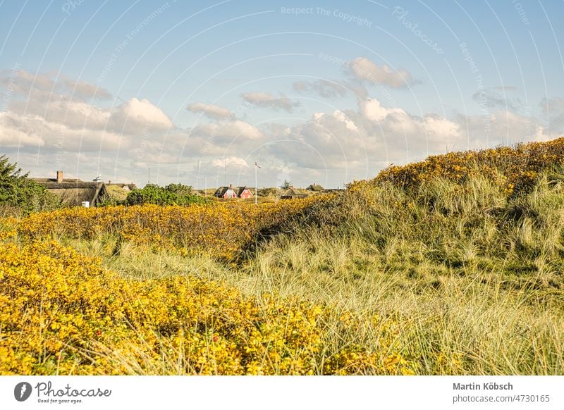 an der Küste von Blåvand Dänemark. Blick über die Dünen. Leuchtende Farben. Landschaft Strand Nordsee Urlaub Himmel (Jenseits) Wohnmobil Cloud Meer MEER Sommer