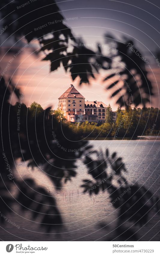 Schloss Fuschl Wald Außenaufnahme Natur Farbfoto Tag grün Kontrast natürlich Sommer Bäume wandern erkunden Erholung Landschaft ruhig Baum Idylle Schönes Wetter