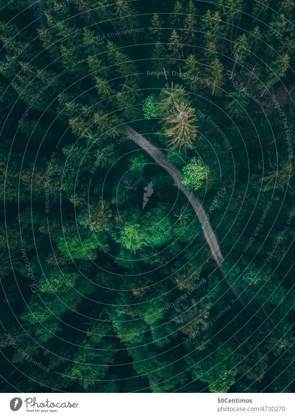 Weg im Wald Drohne Außenaufnahme Natur Menschenleer Farbfoto Landschaft Umwelt Tag Baum friedlich Pflanze Erholung Drohnenansicht Blick nach unten grün Bäume