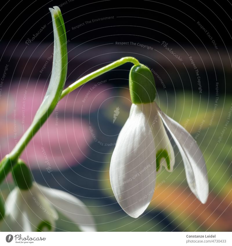 Schneeglöckchen im Sonnenlicht Frühling weiß Blume Blüte Blühend Makroaufnahme Garten Frühlingsblume Frühlingsgefühle Frühblüher Natur