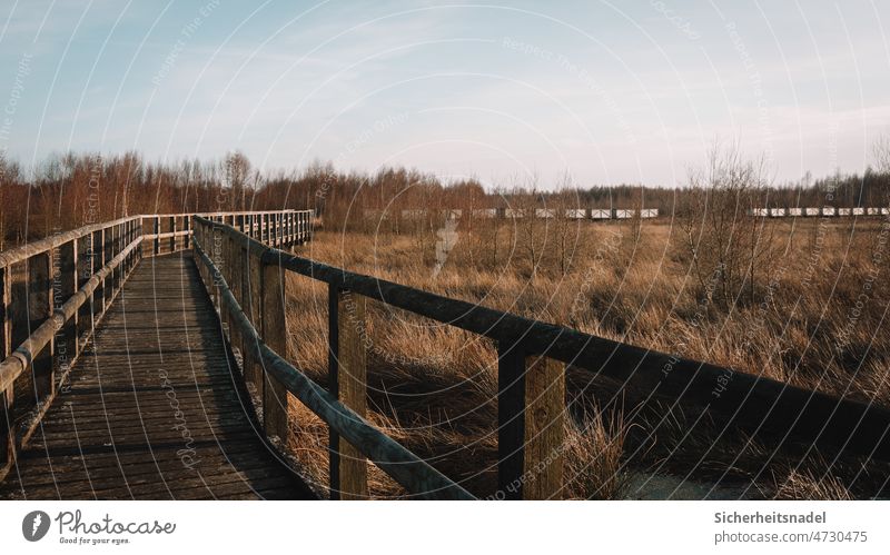 Moorsteg Steg Torfmoor Außenaufnahme holzweg Wege & Pfade Schilfrohr Schilfgras Sträucher Natur Menschenleer Naturschutzgebiet Sumpf ruhig