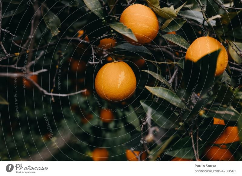 Orangen im Baum orange Orangensaft frisch Frische Bioprodukte Gesundheit Ernährung Gesunde Ernährung Vitamin Lebensmittel Farbfoto Zitrusfrüchte Frucht