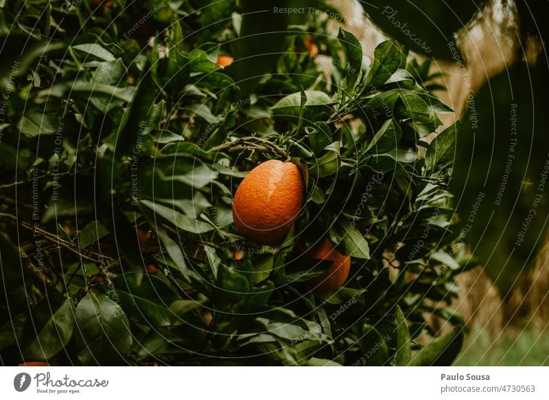 Orangen im Baum orange Orangensaft frisch Frische Bioprodukte Gesundheit Ernährung Gesunde Ernährung Vitamin Lebensmittel Farbfoto Zitrusfrüchte Frucht