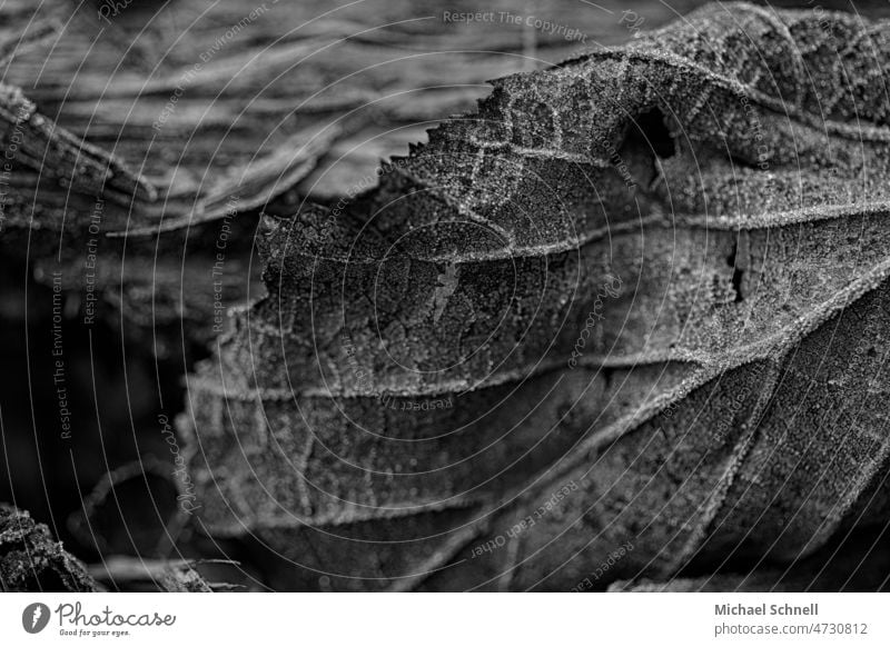 Gefrorenes Laub Laubwerk laub Blätter Herbst herbstlich Herbstlaub Herbstfärbung Blatt Vergänglichkeit Herbstbeginn Herbstwetter gefroren eisig kalt Eis