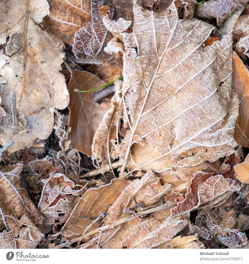 Gefrorenes Laub Laubwerk laub Blätter Herbst herbstlich Herbstlaub Herbstfärbung Blatt Vergänglichkeit Herbstbeginn Herbstwetter gefroren eisig kalt Eis