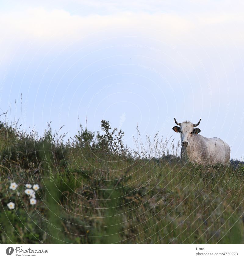 naturverbunden | eine Wiese, zwei Gedanken Kuh Tier Berg Blumen Flechten Natur Landschaft Umwelt Milchvieh Landwirtschaft Viehwirtschaft Blick überrascht Fokus