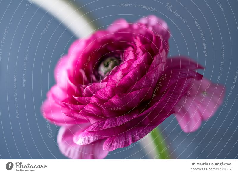 Floristenranunkel, Asiatischer Hahnenfuß (Ranunculus asiaticus), Gartenform Ranunkel Blüte Blume karminrot rote Sorte gefüllt Auslese Schnittblume