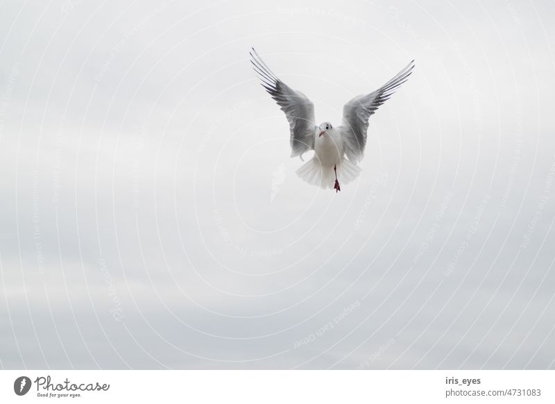 Möwe im Flug Vogel Himmel Meer Federn fliegen Flügel Tier Strand Luftverkehr Ostsee Freiheit frei Küste Ferien & Urlaub & Reisen Natur Außenaufnahme Sommer