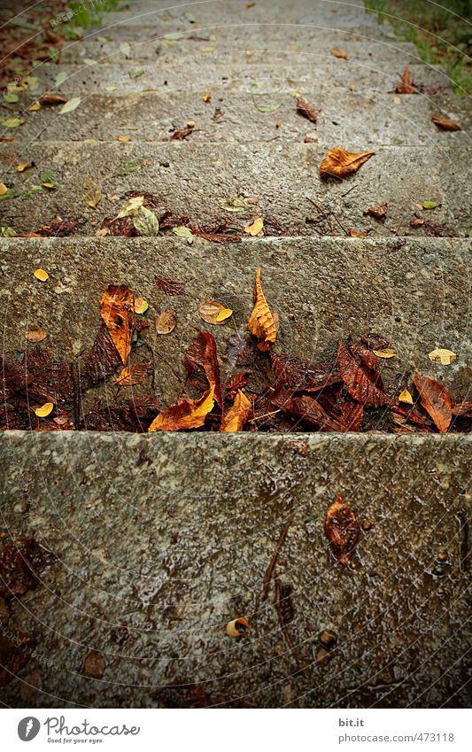 Blättertreppe ruhig Garten Umwelt Herbst Klima Regen Treppe Linie liegen kalt nass Stadt braun grau bedrohlich Treppenabsatz Jahreszeiten viele Menschenmenge