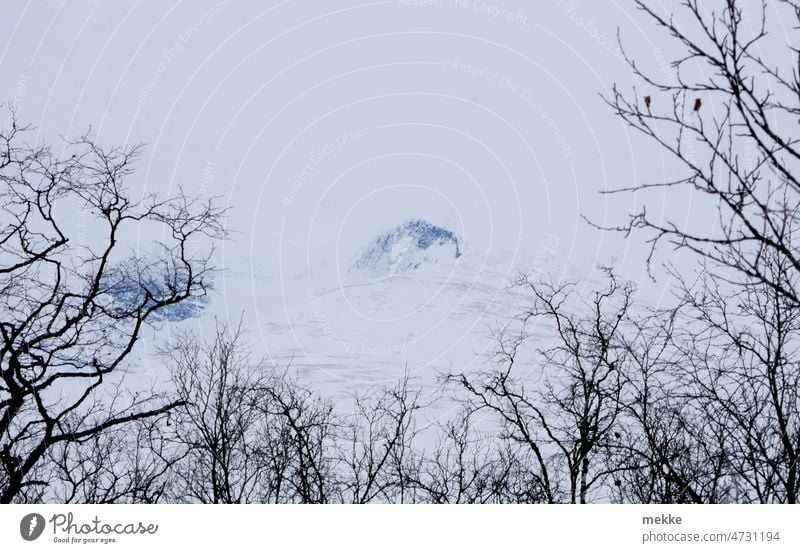 Schneebedeckter Berggipfel schwebt im Himmel umrahmt von Birken Berge u. Gebirge Winter Schneebedeckte Gipfel Abisko Nationalpark Schweden Birkenwald eingerahmt