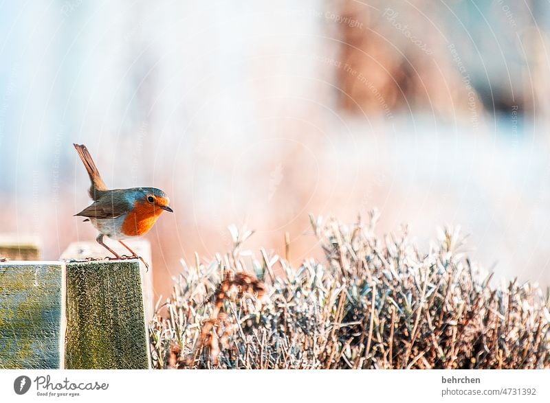 kleiner spatz Rotkehlchen Umwelt Vögel füttern niedlich Garten Jahreszeiten hübsch Tierliebe Außenaufnahme Vogel Farbfoto Natur Feder Singvögel Menschenleer