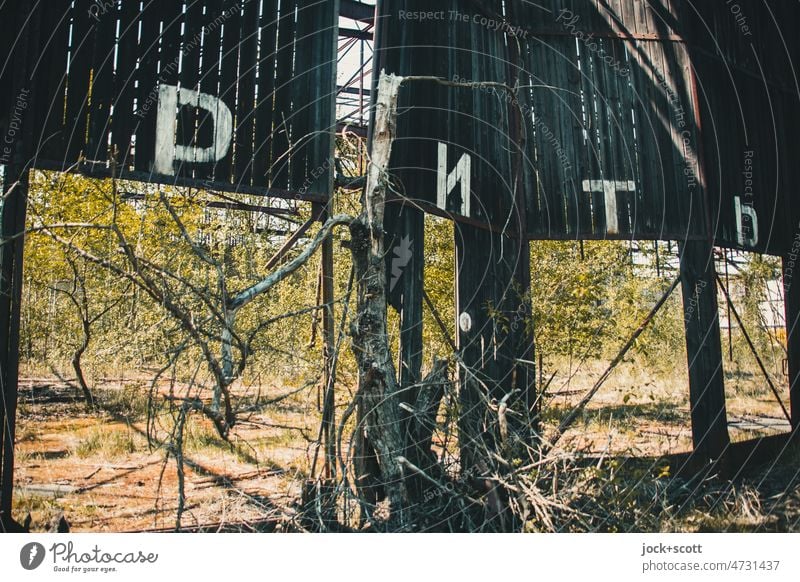 Lost Land Love ! die  Zeit nagt am baufälligen Hangar mit russischen Buchstaben Endzeitstimmung Russisch Zweige u. Äste Vergänglichkeit Zahn der Zeit Ruine