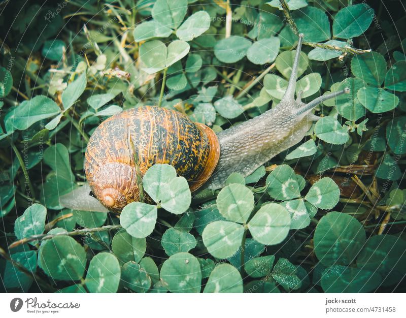 Der Weg ist das Ziel im Schneckentempo Schneckenhaus Fühler Tier langsam Natur Schutz Weichtier langsam fortbewegen Tierporträt kriechen grün frisch nah