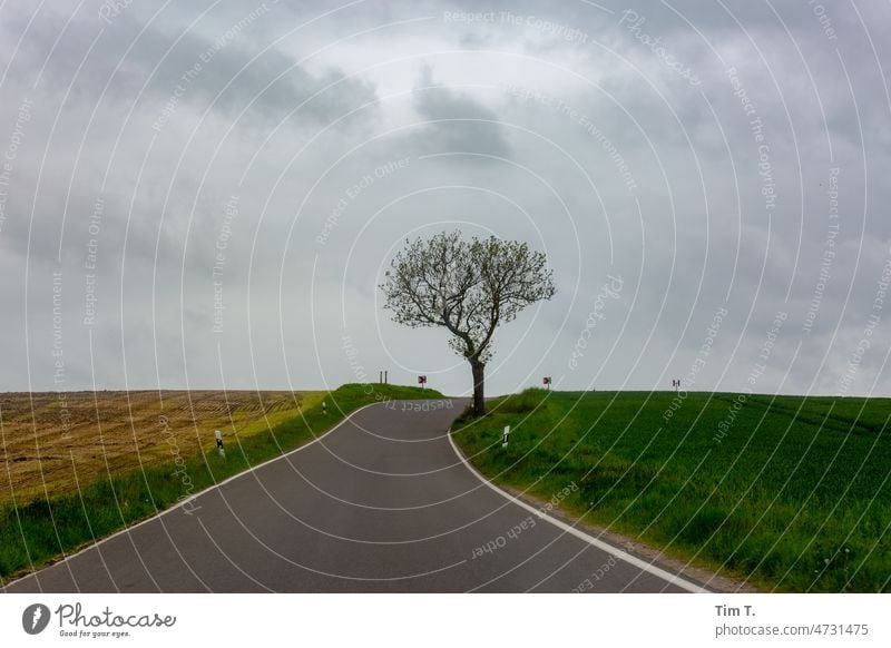 eine Landstraße .Rechts ein grünes Feld und links ein gelbes. In der Mitte ein Blattloser Baum im Wolkenverhangenen Frühling. Uckermark Straße Himmel