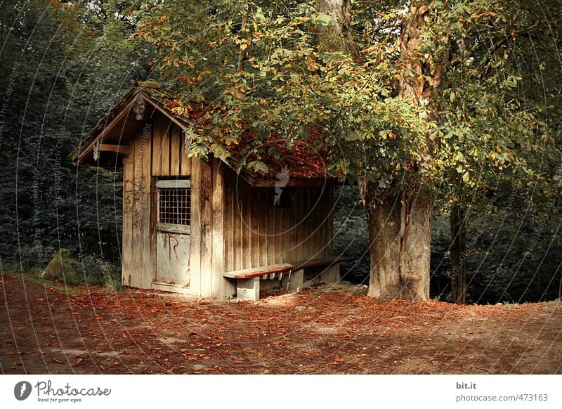 Plauschhütte ruhig Ferien & Urlaub & Reisen Ausflug Natur Herbst Garten Wald Haus Hütte Gebäude alt klein braun grün Einsamkeit Idylle Wege & Pfade