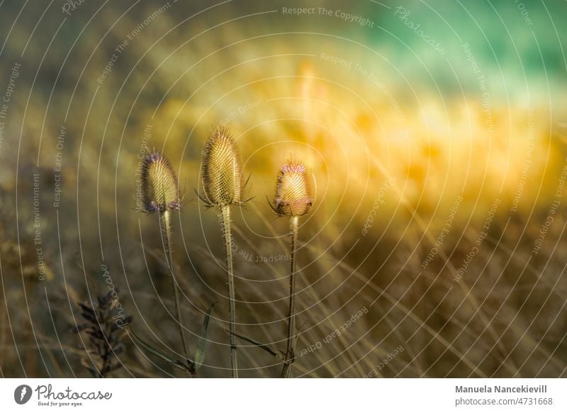 Wenn Blumen, gleichgültig welcher Farben und Formen, zusammenstehen, kann niemals ein Bild der Disharmonie entstehen. Vincent van Gogh Distel Wildblume