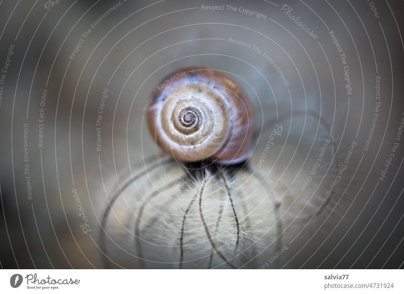 Ruhe und Geborgenheit Schnecke Schneckenhaus Makroaufnahme Natur Tier klein Schutz weich zart Spirale Hintergrund neutral Strukturen & Formen Symmetrie Design