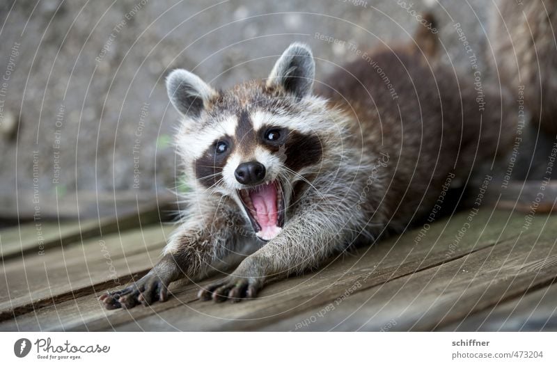 800 mal nach Nagellack gefragt Tier Wildtier Tiergesicht Fell Krallen Pfote 1 schön gähnen strecken Offener Mund Maul Gebiss Knopfauge niedlich drollig Waschbär