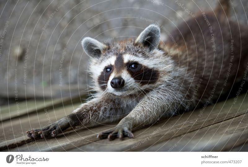 Haste Nagellack? Tier Wildtier Tiergesicht Fell Krallen Pfote 1 Blick niedlich schön Waschbär Blick in die Kamera strecken ausgestreckt Ohr Außenaufnahme