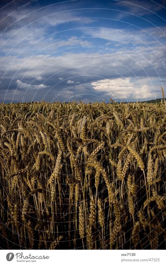 Korn mit Himmel Kornfeld Weizen Wolken Getreide äre heaven clouds blue