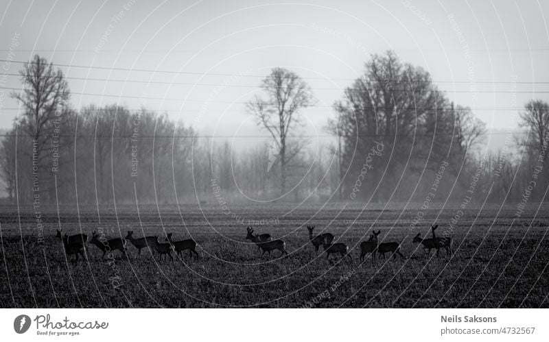 Herde von Hirschen grasen auf einem landwirtschaftlichen Feld weiden Landschaft Tier Hirschkuh Wiederkäuer Geweih Wald natürlich Natur Tierwelt Wiese Fauna