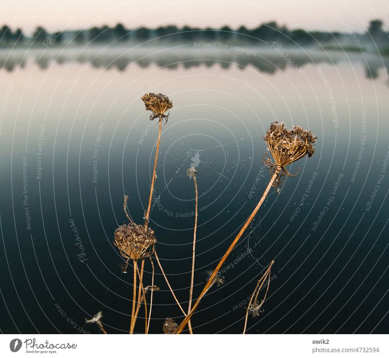 Silentium Landschaft Seeufer Panorama (Aussicht) Licht Sonnenlicht Pflanze Wasseroberfläche Halme Horizont Schönes Wetter Wolkenloser Himmel wolkenloser Himmel