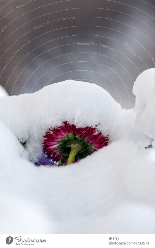 Wintereinbruch im März. Blühendes, rotes Bellis mit einer Schneehaube. Frühling frieren Gänseblümchen kalt Nahaufnahme Schwache Tiefenschärfe authentisch