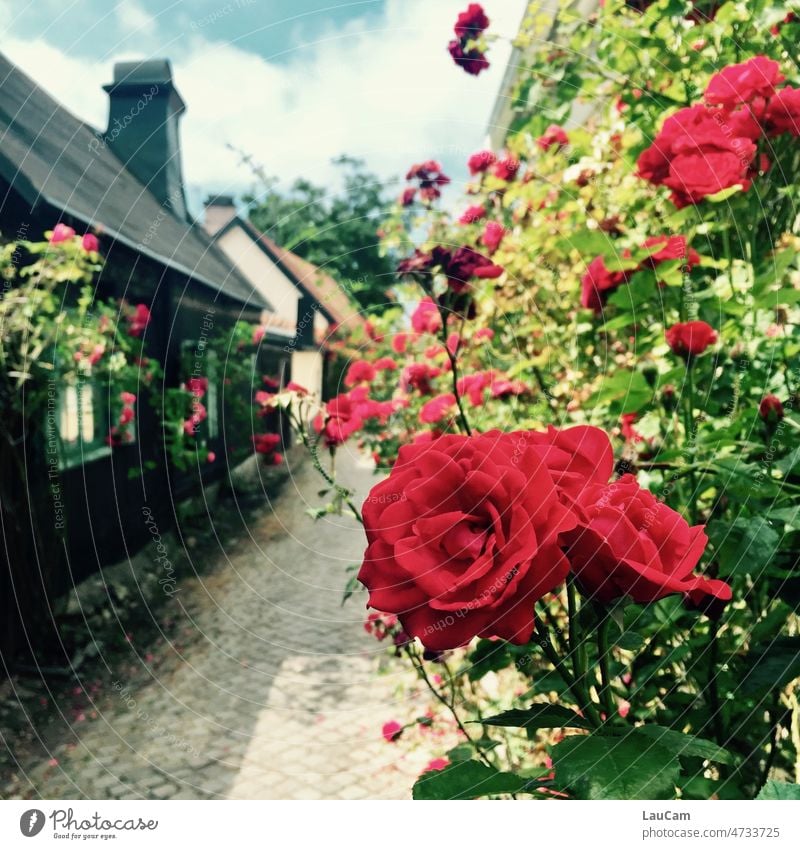 Rote Rosen Blume Blumenmeer Rosenblüte Rosenblätter Romantik Blüte Duft Blühend Natur Garten Schwache Tiefenschärfe Nahaufnahme Blütenblatt duftend