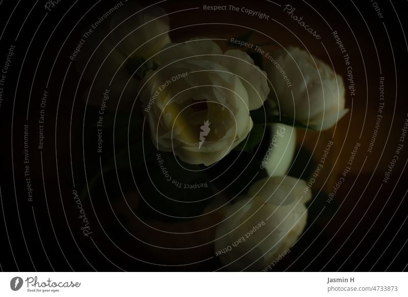 Weiße Rosen im Schatten Blume Blüte Duft weiß Pflanze Farbfoto Blühend Menschenleer Nahaufnahme Innenaufnahme Rosenblüte Schwache Tiefenschärfe Romantik