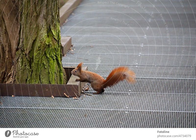 Eichhörnchen IV - Jetzt ist das kleine rote Eichhörnchen satt. Na dann, jetzt wieder rauf auf den Baum. Tier niedlich Fell Wildtier Nagetiere braun