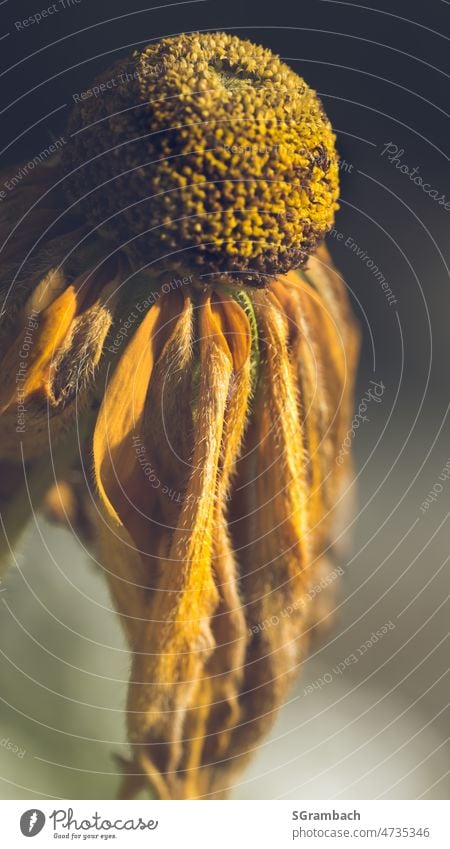 verblühte Blume, Pflanze, gelb orange Nahaufnahme Sommer Schwache Tiefenschärfe welkend Natur Außenaufnahme vergänglich Vergänglichkeit natürlich Stillleben