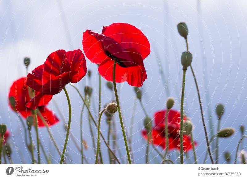 Mohnblumen mit blauem Himmel roter mohn Mohnblüte Mohnfeld Farbfoto Sommer mohnwiese mohnkapseln Klatschmohn Außenaufnahme Idylle himmelwärts Umwelt Wildpflanze