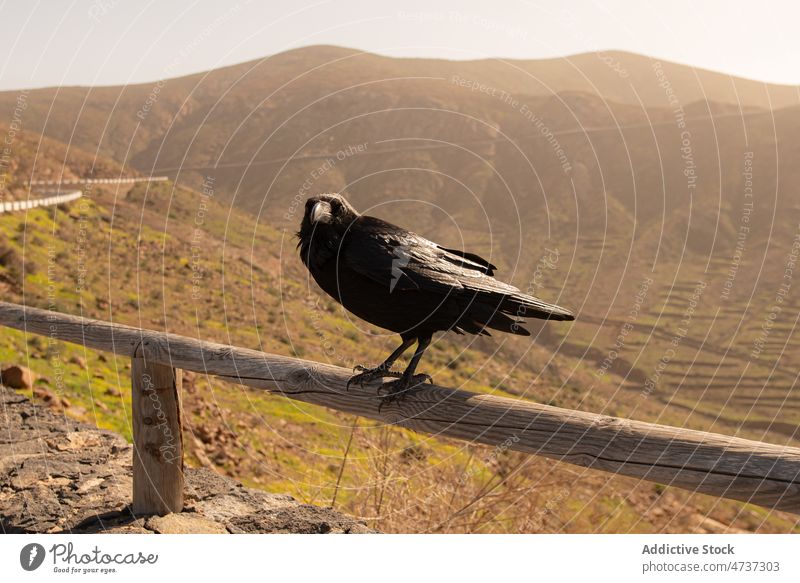 Schwarzer Rabe sitzt auf Zaun in hügeligem Tal Vogel Hügel Natur wild Umwelt Krähe Kreatur Tierwelt Lebensraum Feder Zoologie Fauna Landschaft sitzen hölzern