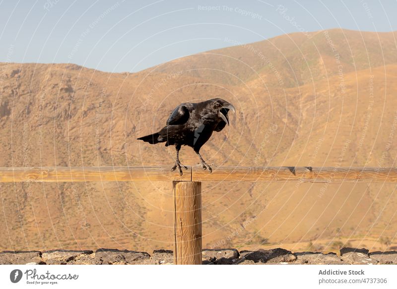 Schwarzer Rabe sitzt auf Zaun in hügeligem Tal Vogel Hügel Natur wild Umwelt Krähe Kreatur Tierwelt Lebensraum Feder Zoologie Fauna Landschaft sitzen hölzern