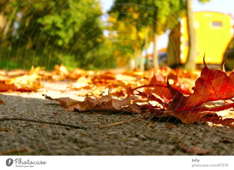 der herbst kommt rot grün gelb Unschärfe Blatt Asphalt Baum Allee Bürgersteig Spaziergang Bodenbelag Straße