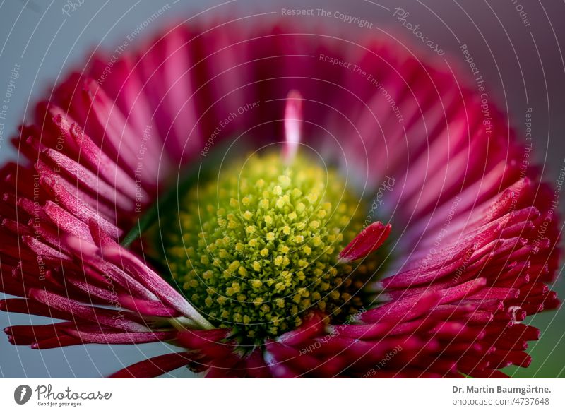 Bellis perennis, Kultursorte, Gänseblümchen, Blütenstand mit roten Zungenblüten Zuchtform Gartenform rote Zungenblüten Maßliebchen Tausendschön. Pflanze Blume