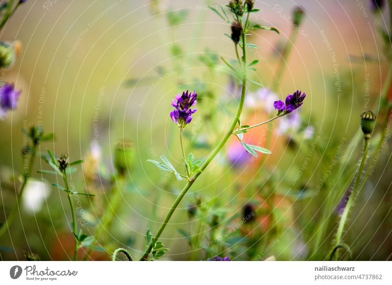 Esparsetten-Tragant Natur Sommer Blumenwiese Wiese grün Blüte natürlich Wiesenblume Gras Blühend Wildblumen Frühling Frühlingsgefühle Umwelt Pflanze