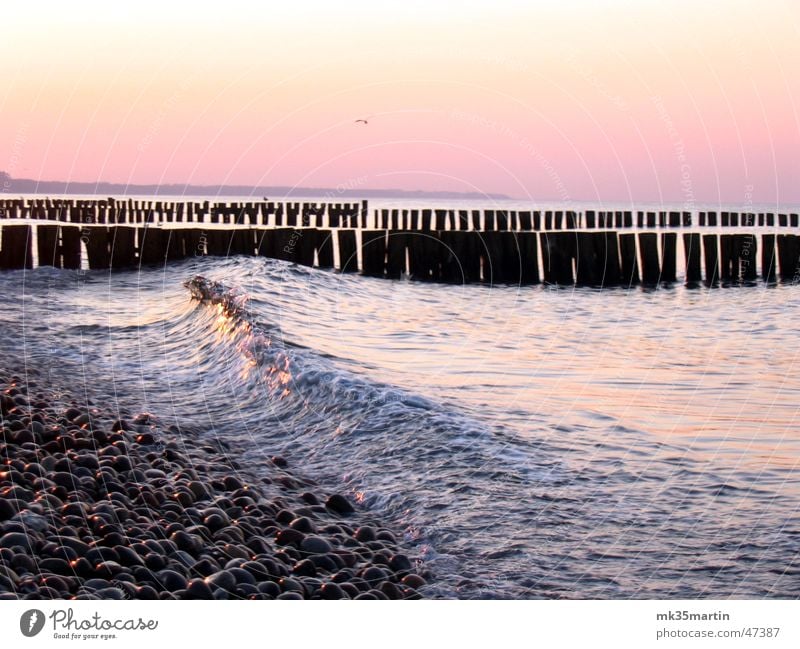 Die perfekte Welle Sonnenuntergang Meer Wellen Reflexion & Spiegelung Möwe Vogel Romantik spät Ostsee Wasser Buhne Abend wave reflection baltic see water