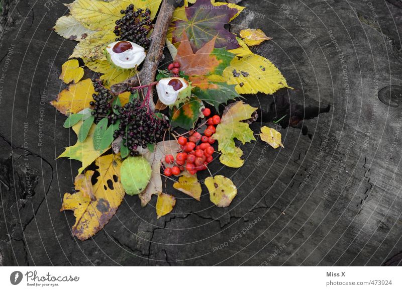 Herbst Frucht Basteln Baum Blatt mehrfarbig Herbstlaub herbstlich Herbstfärbung Herbstwald Baumfrucht Kastanie Holunderbeeren Vogelbeeren Bastelmaterial