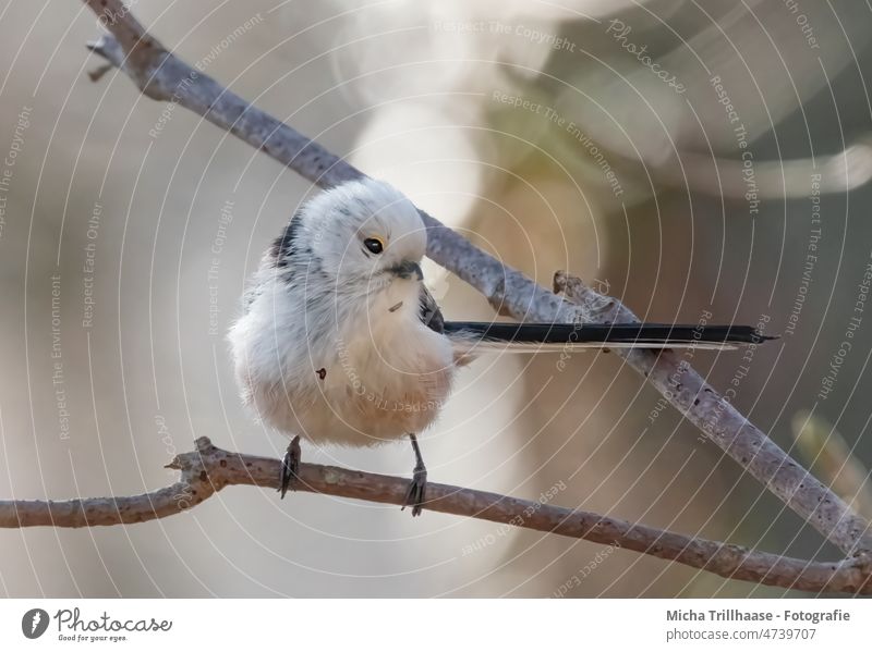 Schwanzmeise im Sonnenschein Aegithalos caudatus Meisen Vogel Tiergesicht Flügel Krallen Kopf Feder Auge Schnabel Wildtier Zweige u. Äste Baum Sträucher