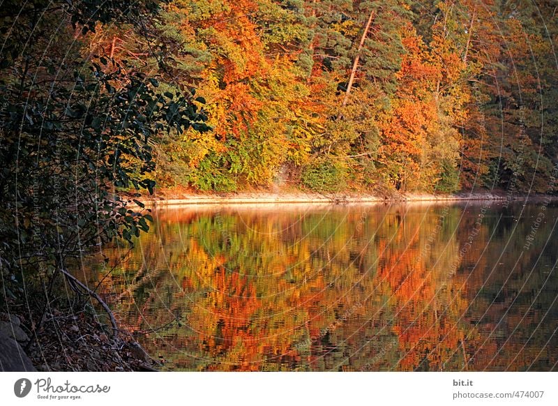 halbe sachen | aus der Mitte enspringt der See Erholung ruhig Meditation Angeln Ferien & Urlaub & Reisen Tourismus Ausflug Umwelt Natur Landschaft Sonnenlicht