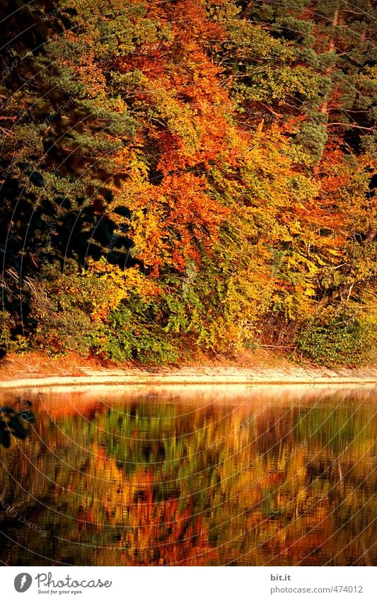 am Bärensee Ferien & Urlaub & Reisen Tourismus Ausflug wandern Umwelt Natur Landschaft Pflanze Wasser Klima Schönes Wetter Wald Seeufer Teich Fluss mehrfarbig