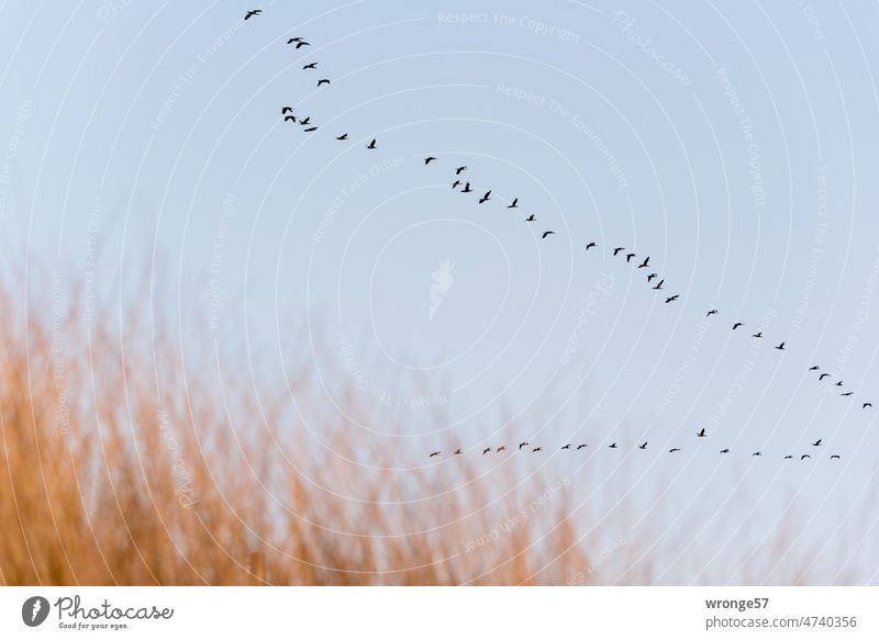 Ein Schwarm Kormorane fliegt in Keilformation über den Saaler Bodden Vogelschwarm fliegen V-Formation Winkelflug Energieersparnis kräftesparend Flugformation