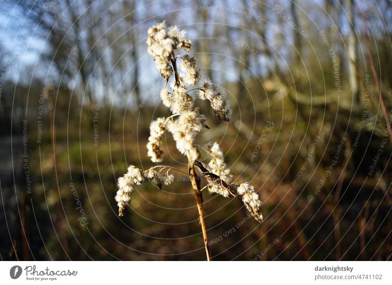 Samenstand einer Staude im Frühling mit Wald als Hintergrund, Sonnenschein und blauem Himmel Blume Pflanze Blüte Herbst samen blume grün Nahaufnahme