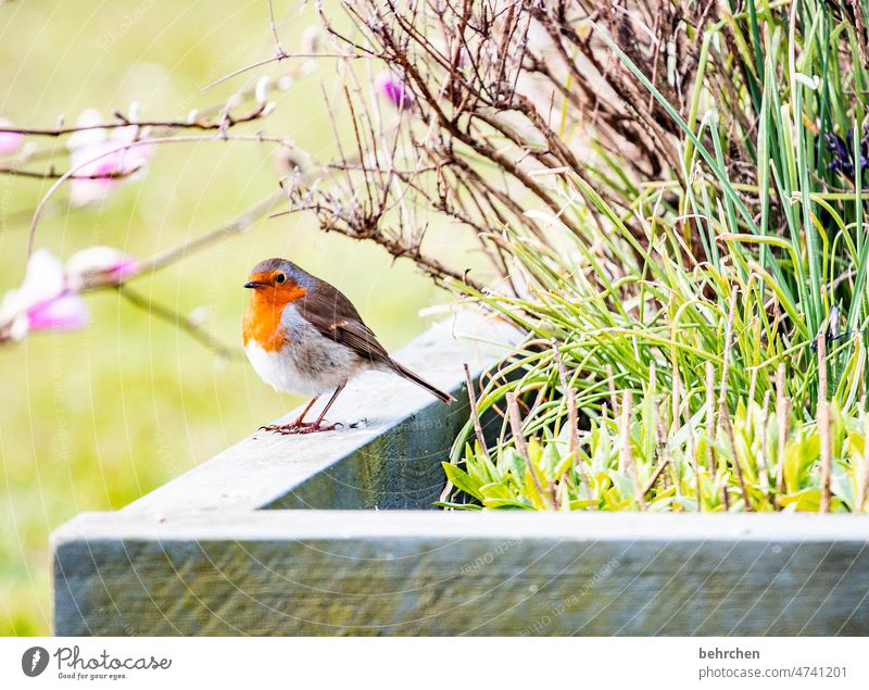 kehlchen - seelchen hochbeet Garten niedlich füttern hübsch Tierliebe Vögel Außenaufnahme Menschenleer Umwelt Singvögel Tierschutz Tierwelt Ornithologie Feder