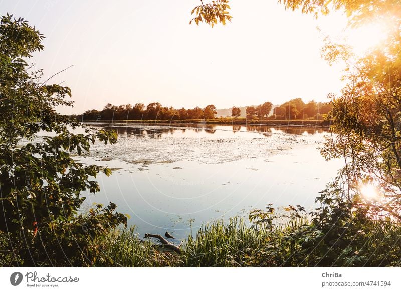 Blick auf eine Wasserlandschaft im Abendlicht umrahmt von sommerlichen Sträuchern und Bäumen Wasseroberfläche Reflexion & Spiegelung Wasserspiegelung