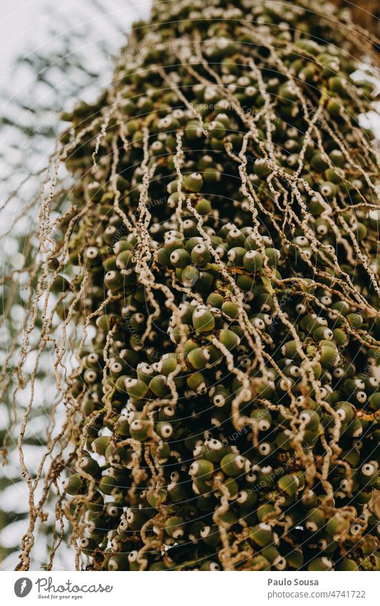 Dypsis decaryi Palmfrüchte Dypsis lutescens Palme Handfläche Frucht Garten grün Palmenwedel Pflanze Sommer Palmengarten Ferien & Urlaub & Reisen Palm Beach