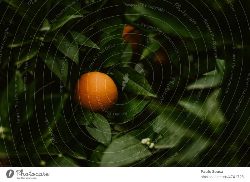 Orangen im Baum orange Orangensaft frisch Frische Bioprodukte Gesundheit Ernährung Gesunde Ernährung Vitamin Lebensmittel Farbfoto Zitrusfrüchte Frucht